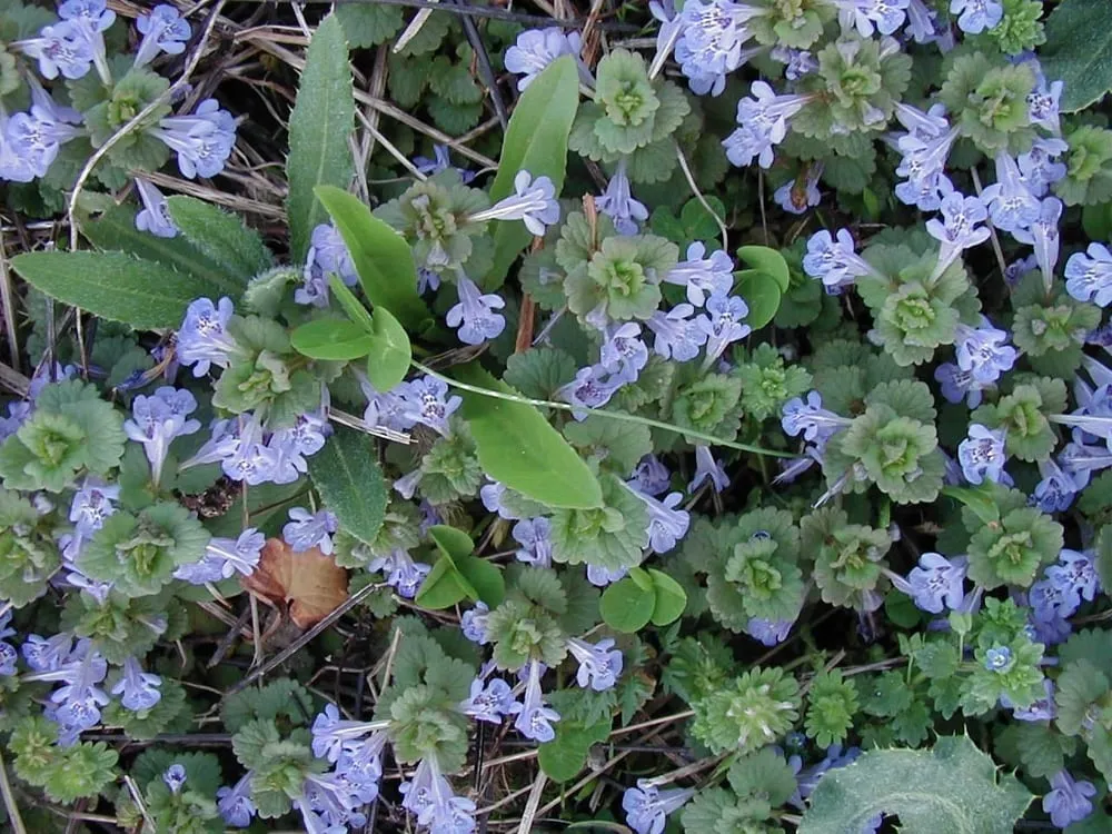 Reliable outdoor landscaping for beautiful yards across North Bellmore, NY - Albert Pernice Landscaping