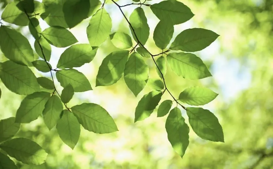 Custom yard maintenance experts serving North Bellmore, NY - Albert Pernice Landscaping