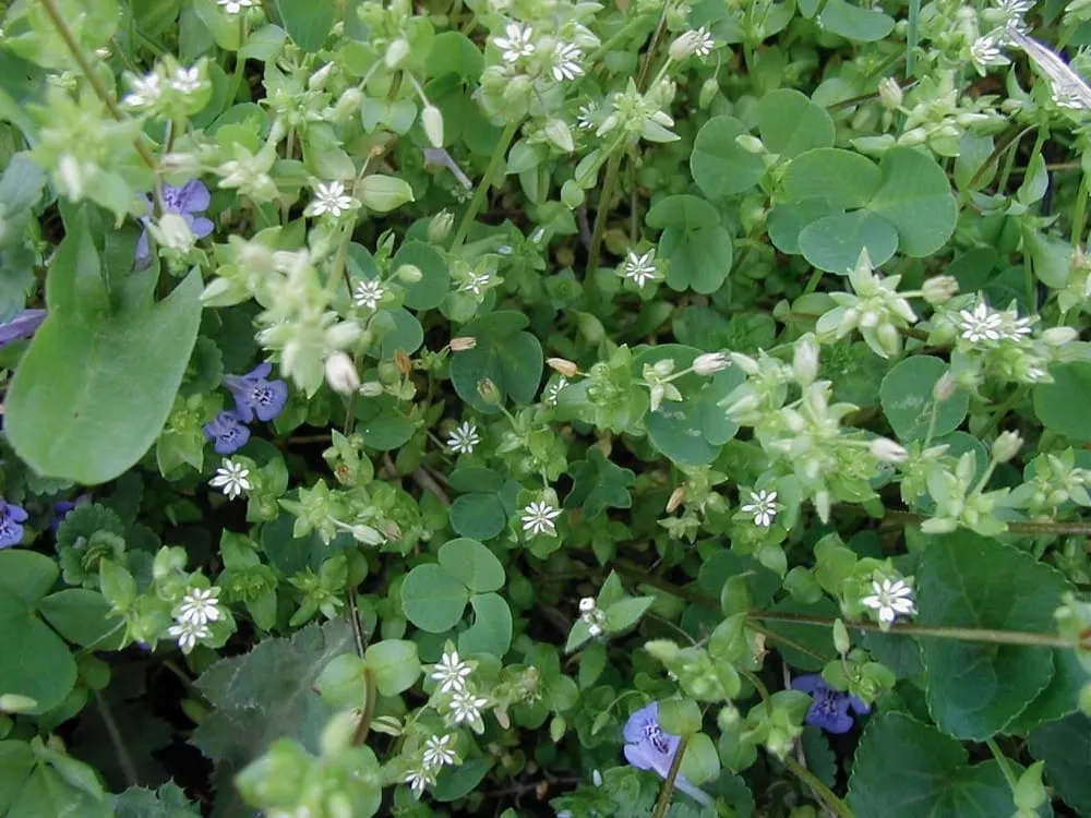 Reliable outdoor landscaping experts serving North Bellmore, NY - Albert Pernice Landscaping