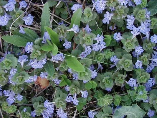 Albert Pernice Landscaping