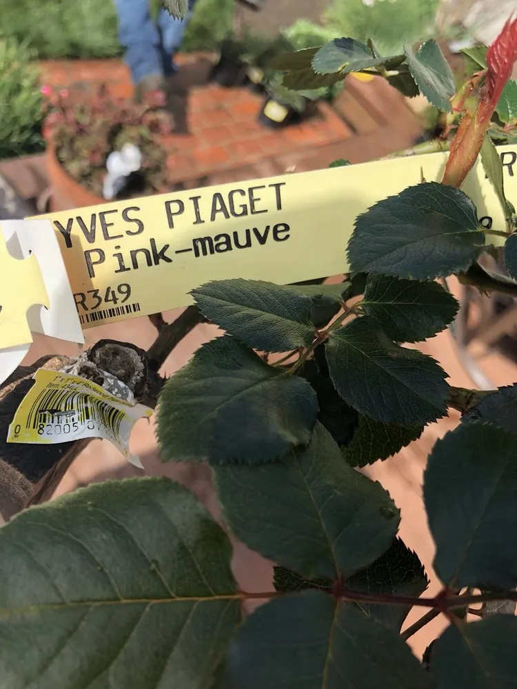 Professional garden landscaping experts serving Belmont, CA - Alberto arellano Landscaping and Gardening