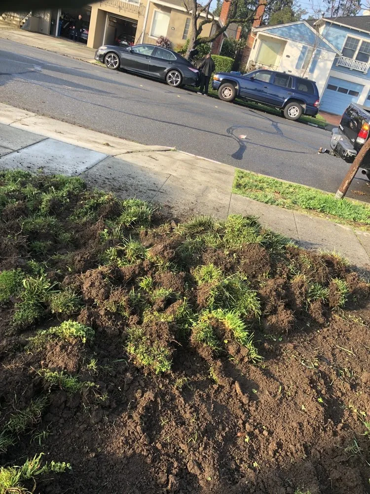 Affordable landscape design in Belmont, CA - Alberto arellano Landscaping and Gardening