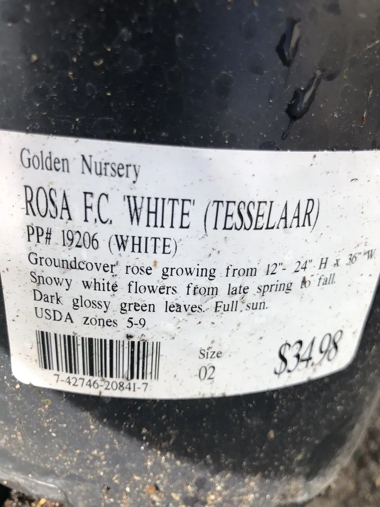 Professional lawn mowing service experts serving Belmont, CA - Alberto arellano Landscaping and Gardening