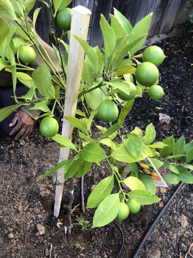 Trusted lawn mowing service in Belmont, CA by Alberto arellano Landscaping and Gardening