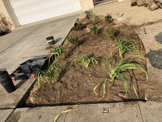 Alberto arellano Landscaping and Gardening