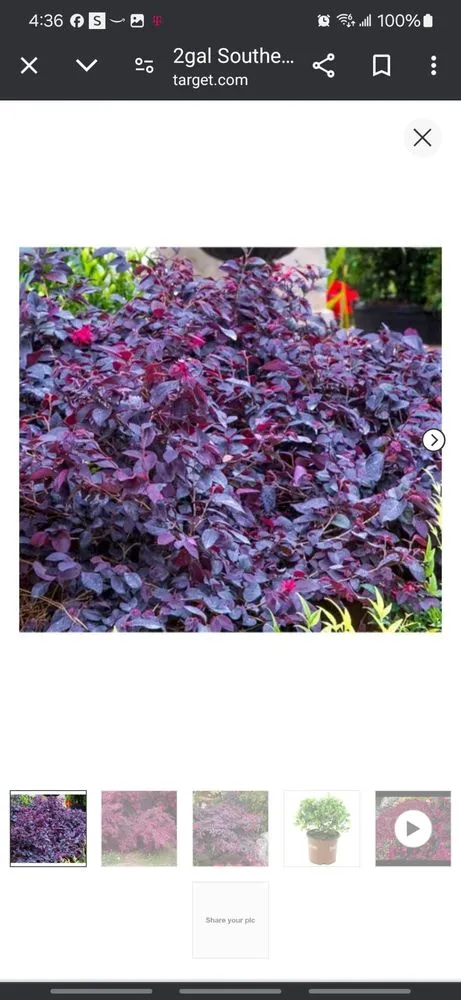 Affordable lawn care service for residential properties in Lakeland, FL by Alberto Francisco Landscaping And More