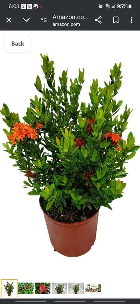 Affordable lawn mowing service in Lakeland, FL - Alberto Francisco Landscaping And More