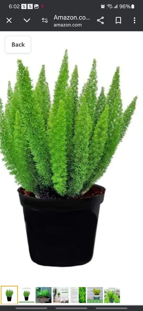 Custom garden landscaping for homes in Lakeland, FL by Alberto Francisco Landscaping And More