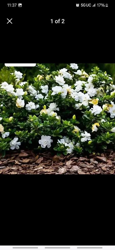 Reliable landscaping services in Lakeland, FL by Alberto Francisco Landscaping And More