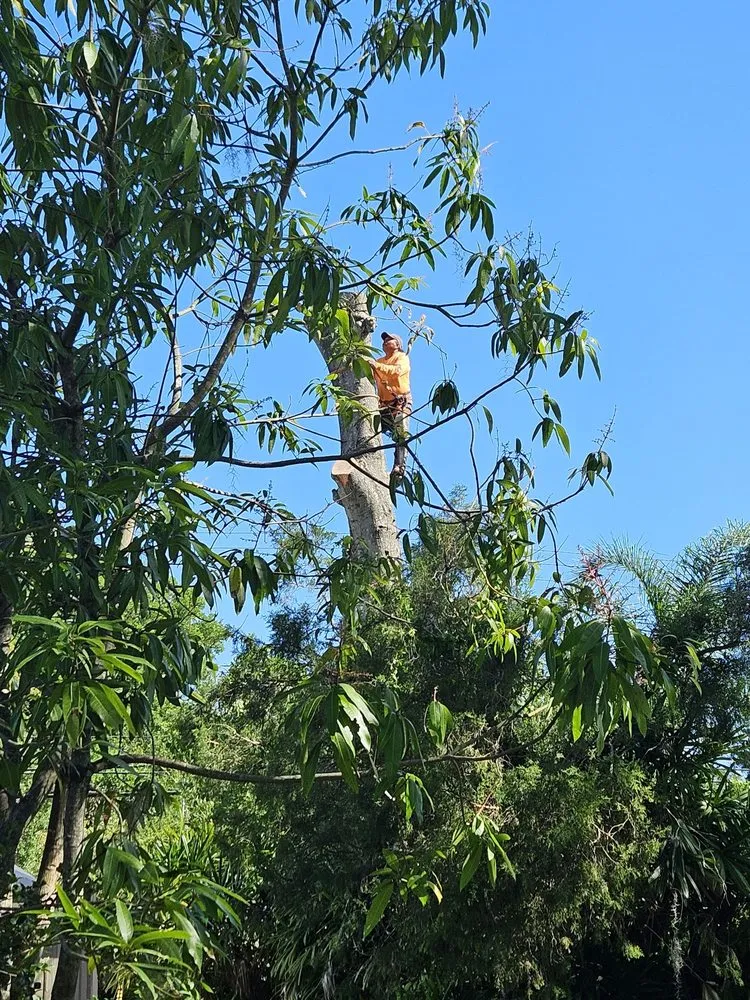 Affordable landscape installation for homes in Lakeland, FL by Alberto Francisco Landscaping And More
