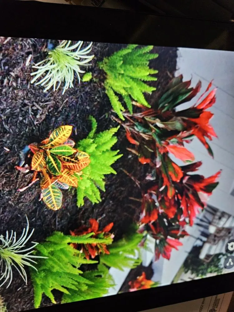 Affordable yard cleanup service near you in Lakeland, FL by Alberto Francisco Landscaping And More