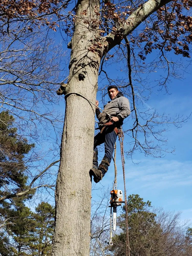 Reliable yard cleanup service in Lakewood nj, NJ - Alberto Landscaping and Tree Service