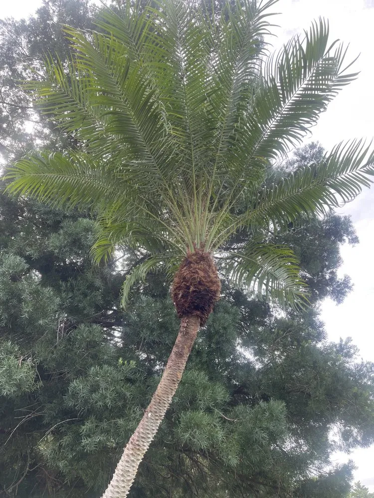 Top-rated outdoor landscaping in Stuart, FL by Alberto Lawn