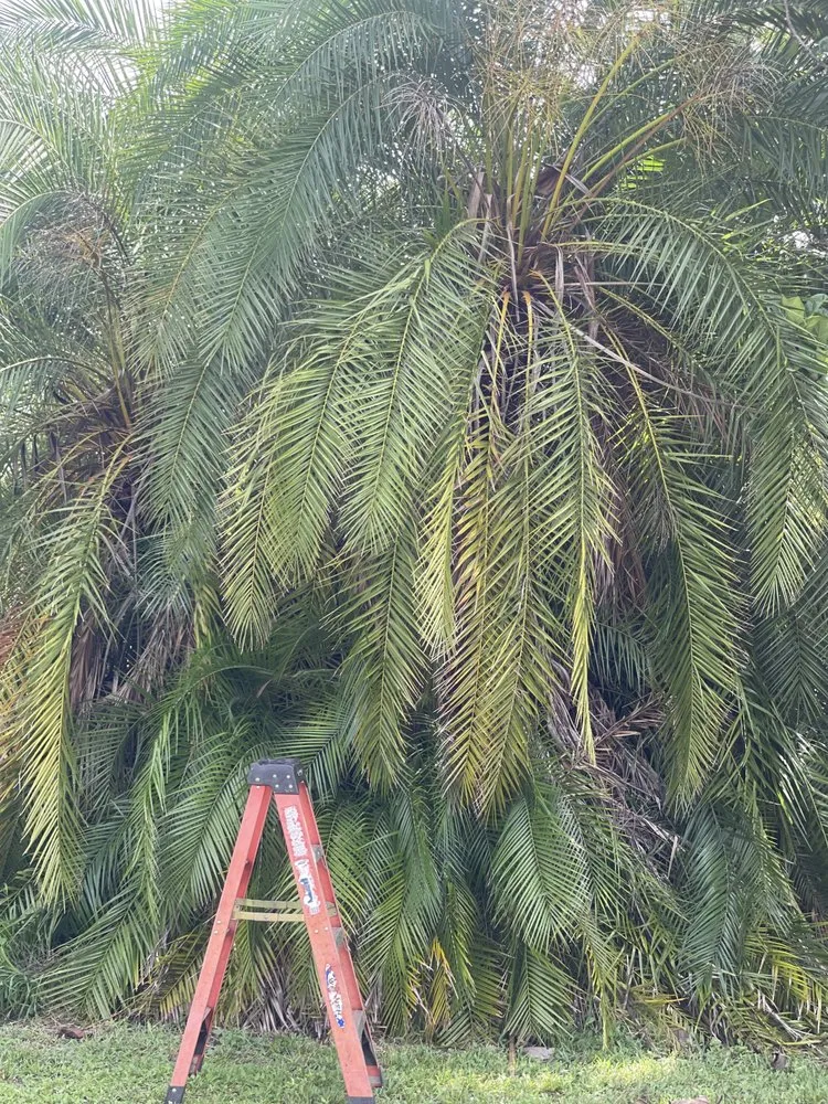 Top-rated landscape design with custom design in Stuart, FL by Alberto Lawn