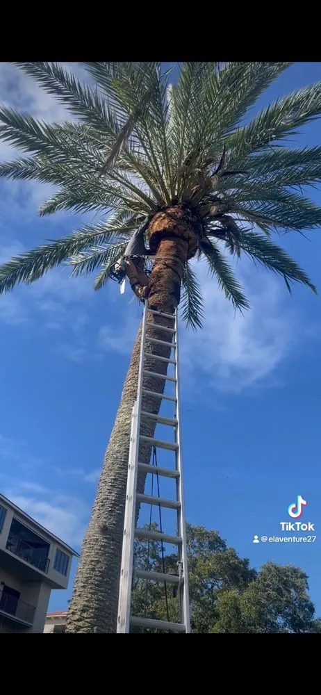 Expert landscape installation in Stuart, FL by Alberto Lawn