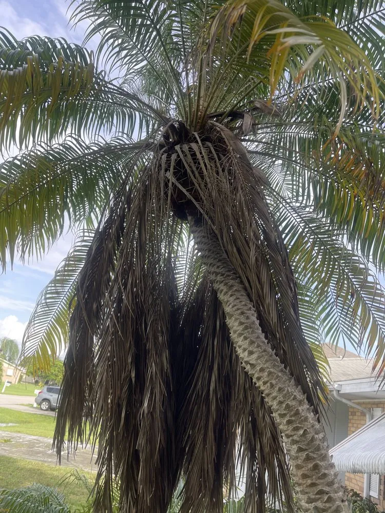 Reliable landscaping services in Stuart, FL - Alberto Lawn