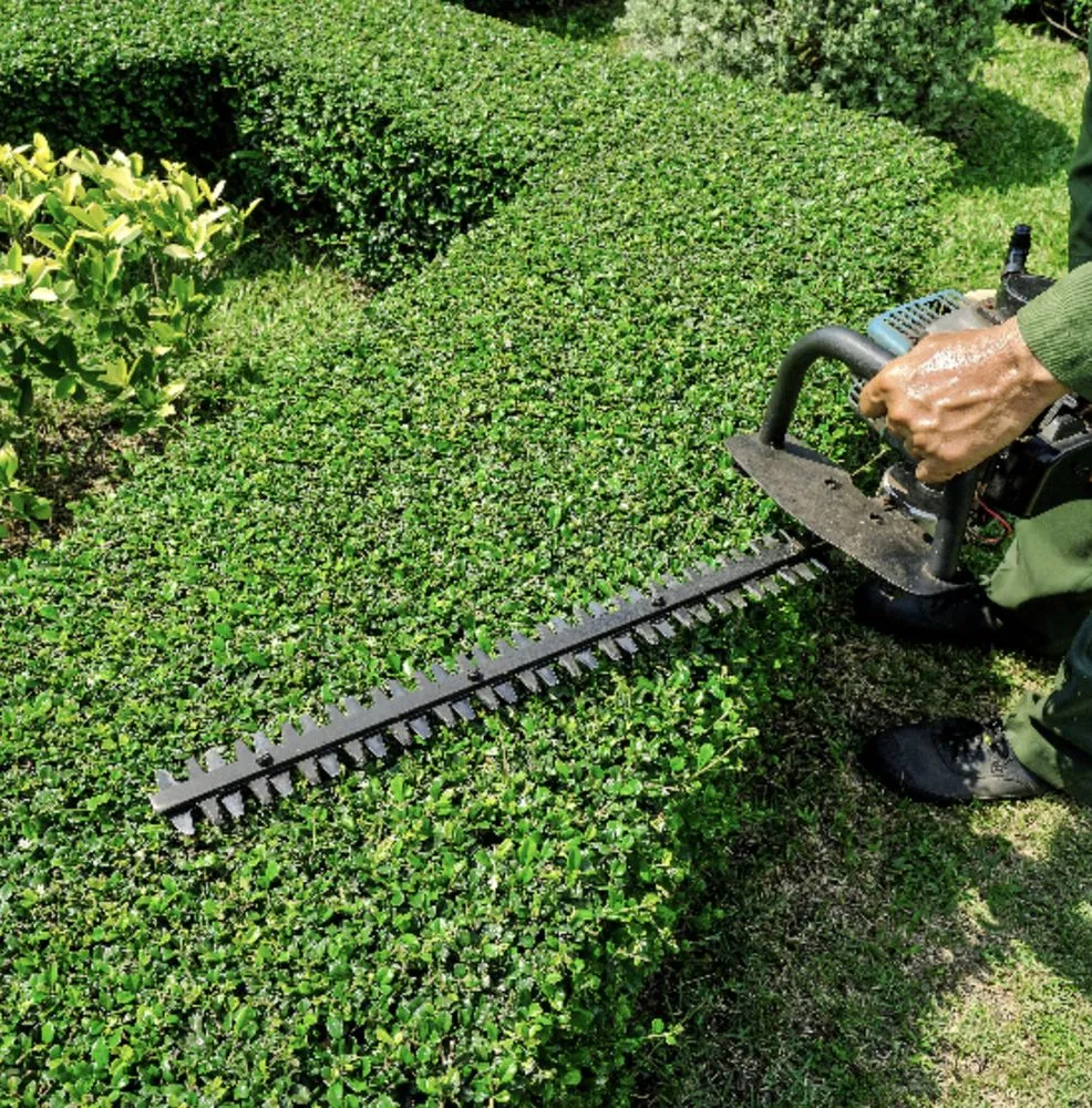 Reliable lawn mowing service in Los Angeles, CA - Alberto's Gardening