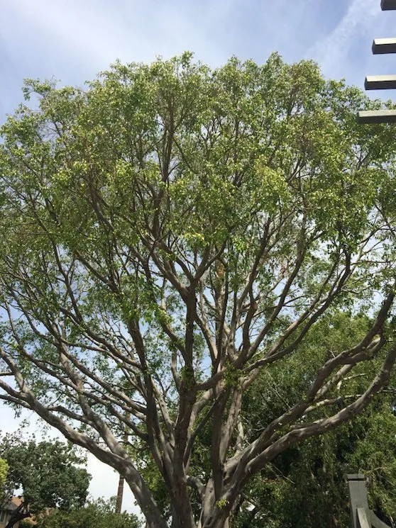 Professional landscaping services in Los Angeles, CA - Alberto's Gardening