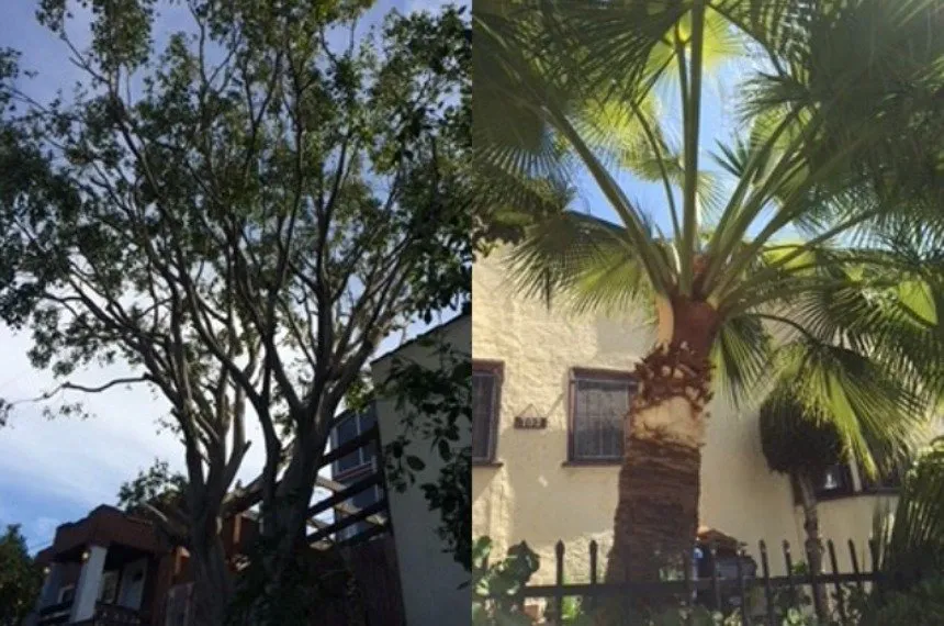 Professional landscape installation in Los Angeles, CA - Alberto's Gardening