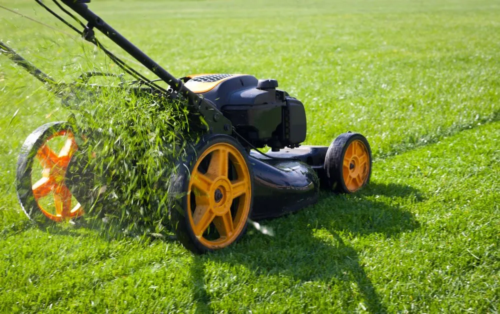 Custom yard cleanup service for beautiful yards in Los Angeles, CA by Alberto's Gardening