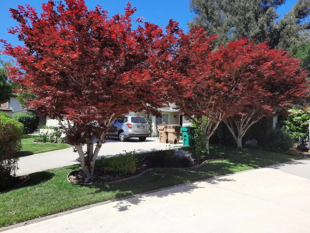 Reliable outdoor landscaping near you in Santa Barbara, CA by Alberto’s Landscape