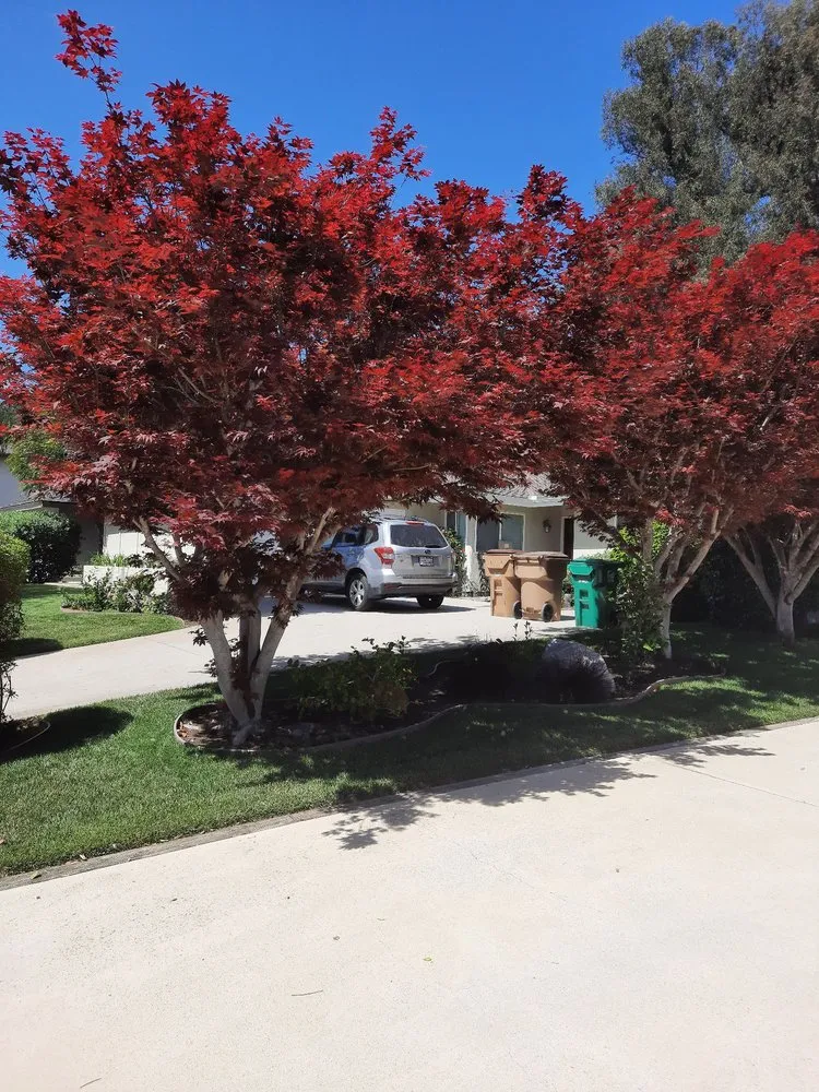 Custom yard maintenance for homes across Santa Barbara, CA - Alberto’s Landscape