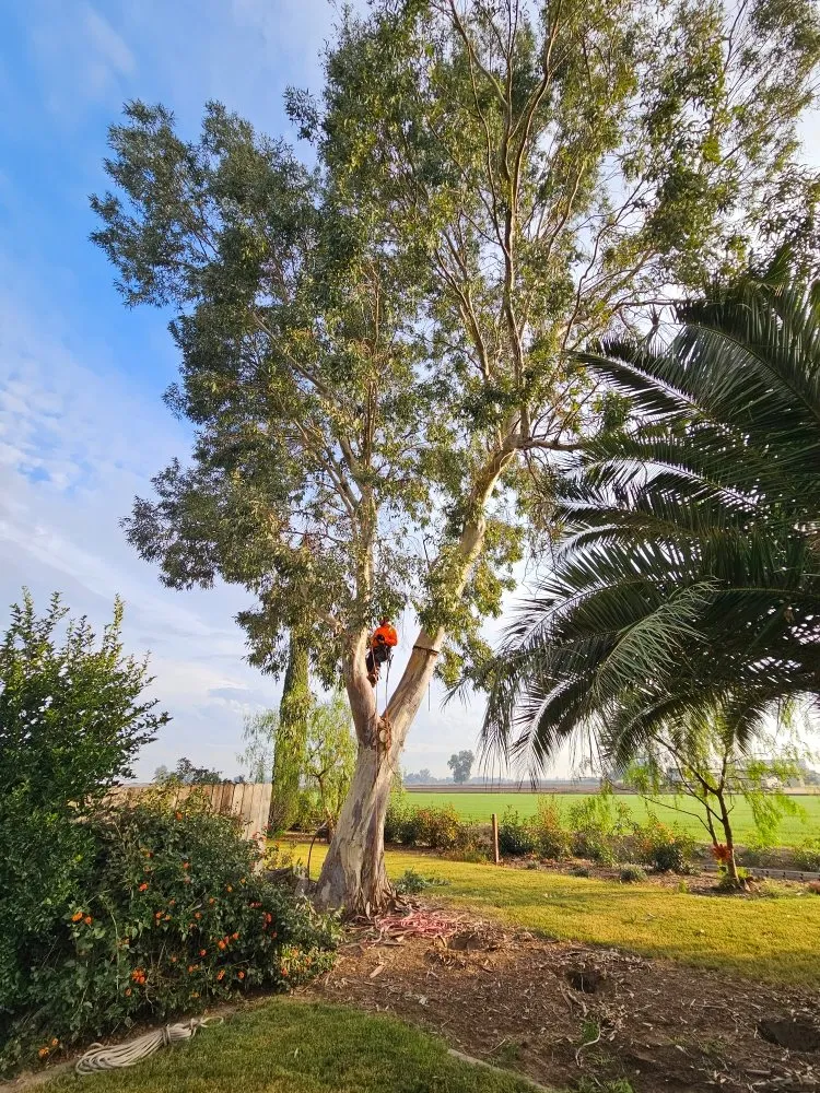 Custom lawn care service for year-round maintenance across Modesto, CA - Alberto's Landscape Services