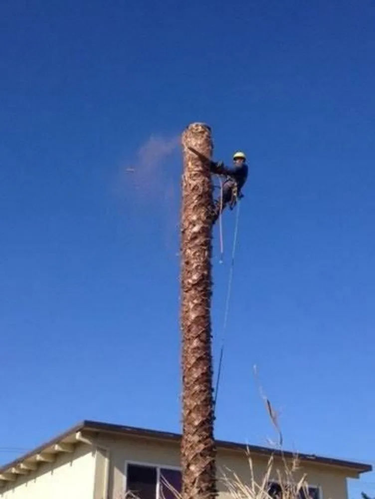 Local lawn care service in Modesto, CA - Alberto's Landscape Services