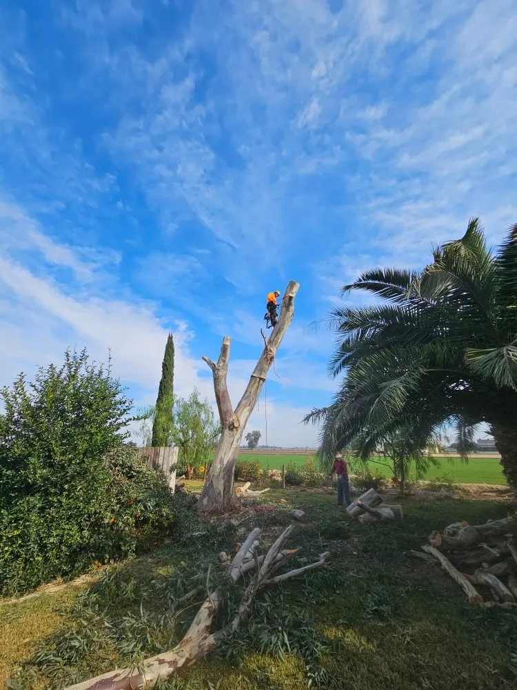 Local yard cleanup service for homes in Modesto, CA by Alberto's Landscape Services