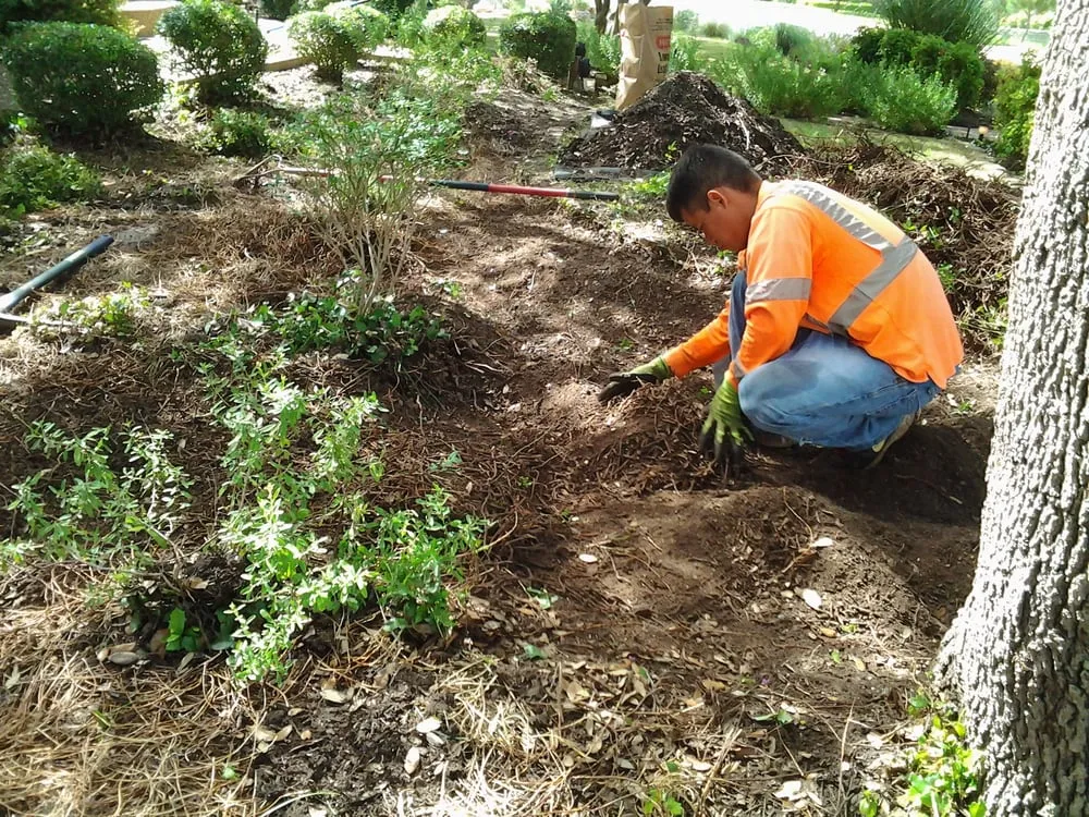 Expert lawn care service in Austin, TX by Alberto's Landscaping