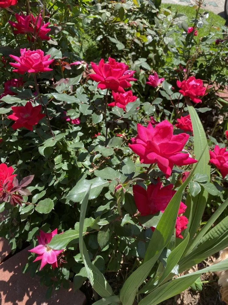 Top-rated lawn care service for year-round maintenance across Houston, TX - Alberto’s Landscaping