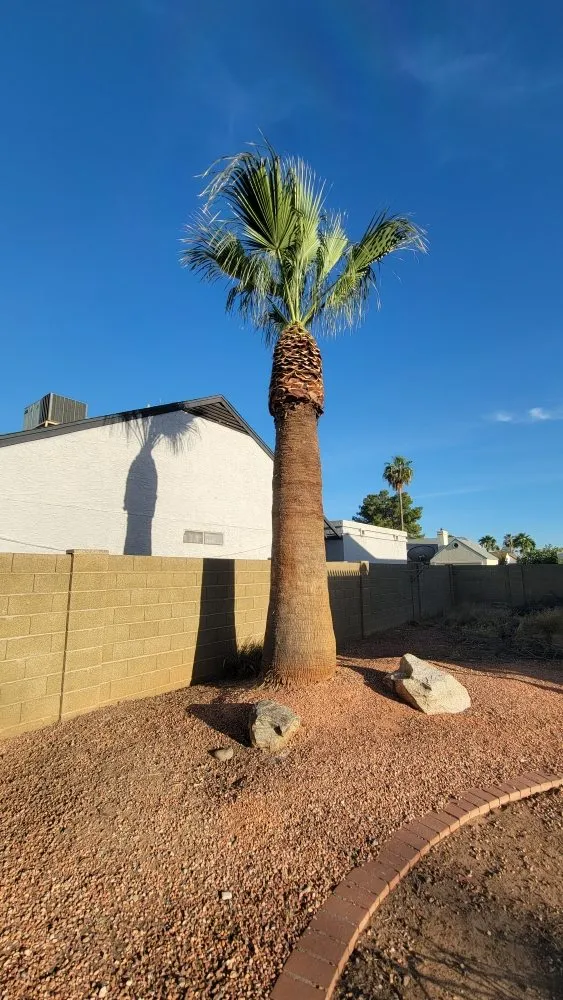 Local lawn care service experts serving Chandler, AZ - Albert’s Landscaping