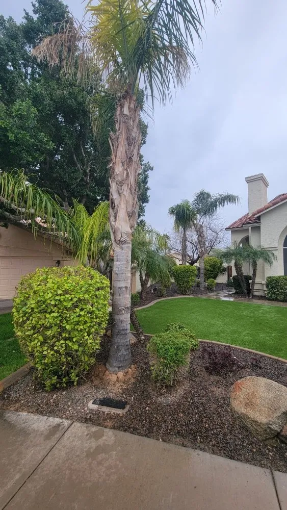 Top-rated garden landscaping in Chandler, AZ - Albert’s Landscaping