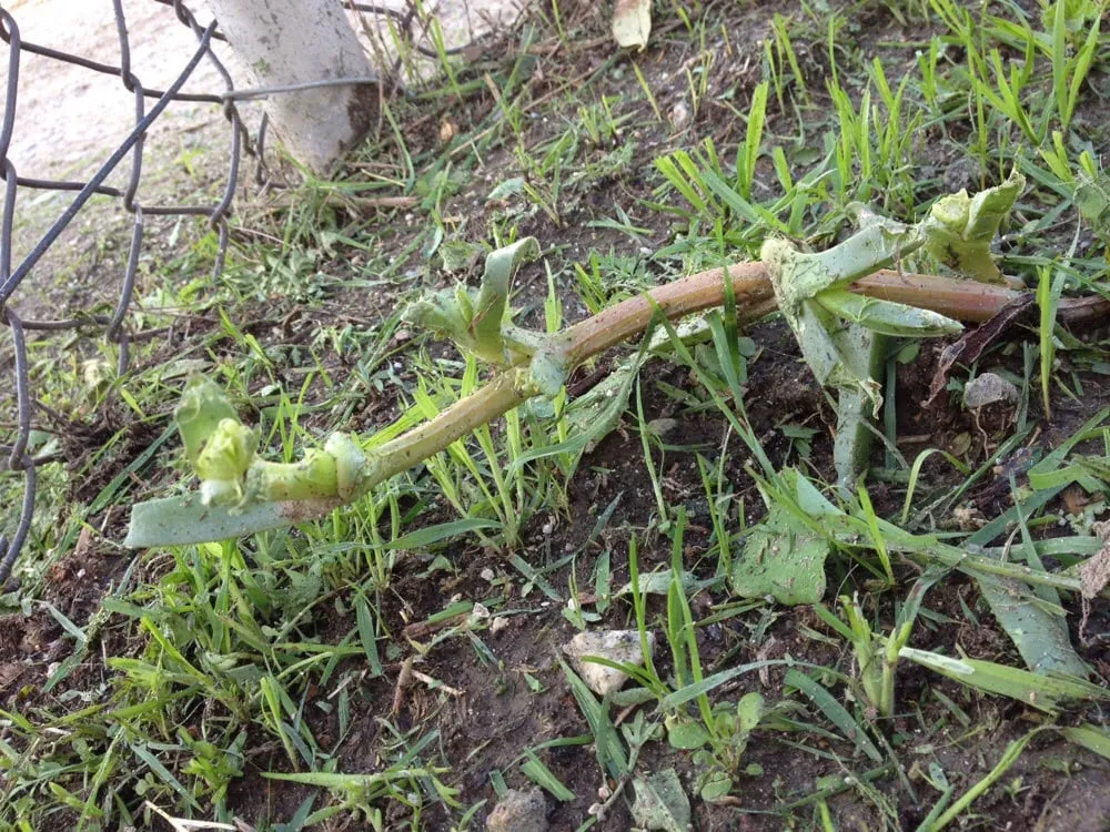 Expert landscape installation in Whittier, CA by Alberts Landscaping