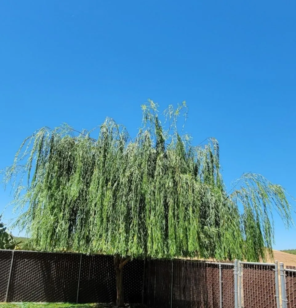 Professional outdoor landscaping for year-round maintenance in Waterford, CA by Alberts Lawn Mowing