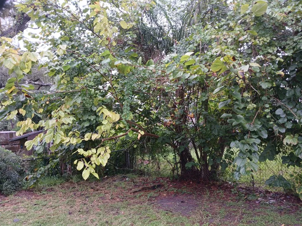 Expert landscaping services in Daytona Beach, FL by ALBOE Services