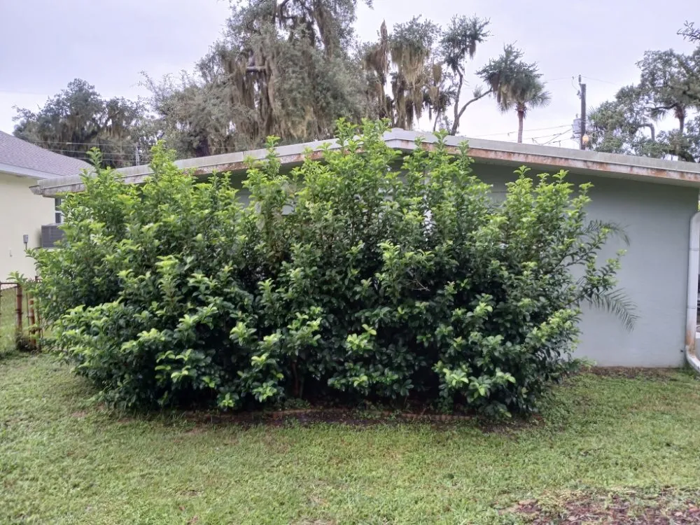 Reliable yard maintenance in Daytona Beach, FL - ALBOE Services
