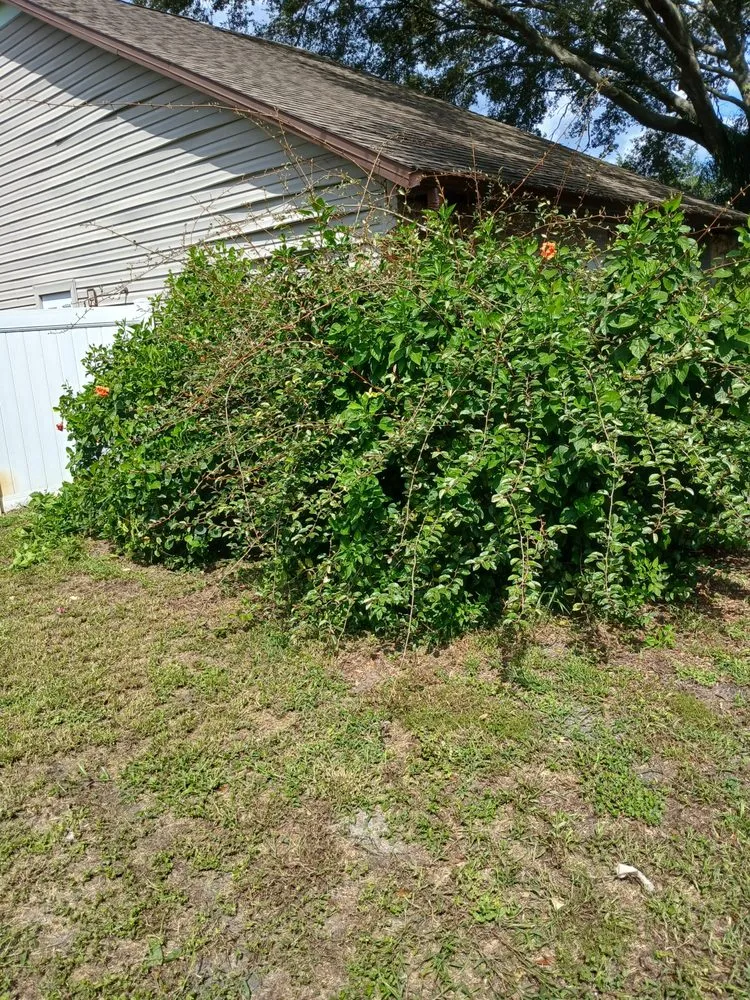 Custom lawn care service experts serving Daytona Beach, FL - ALBOE Services