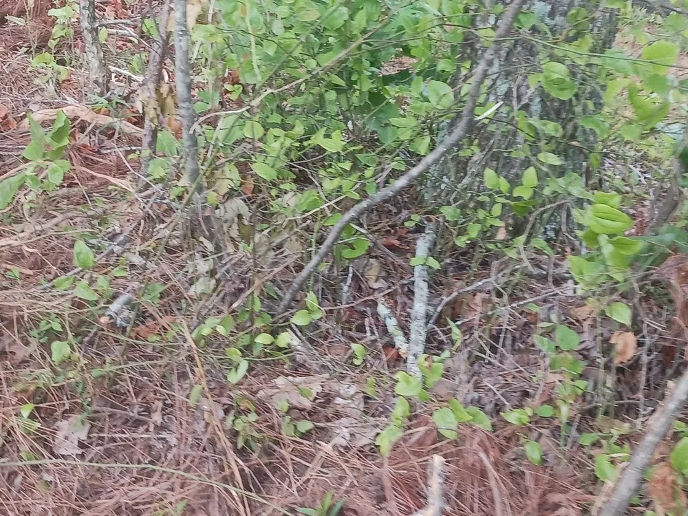 Expert landscaping services experts serving Woodstock, GA - ALC Contracting