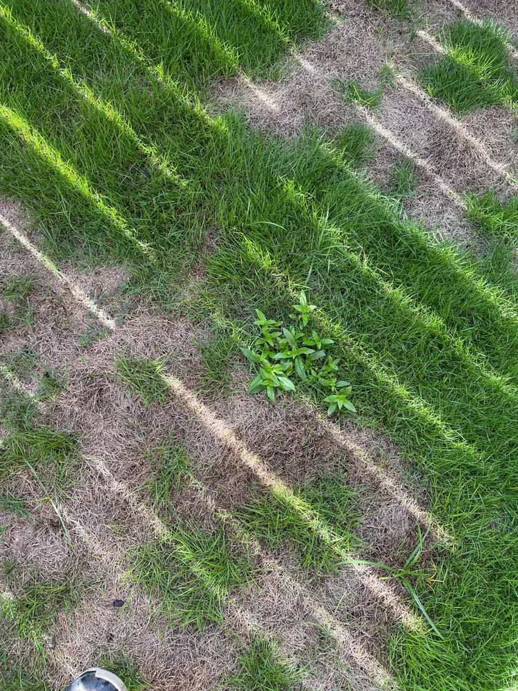 Top-rated landscape installation near you across Woodstock, GA - ALC Contracting