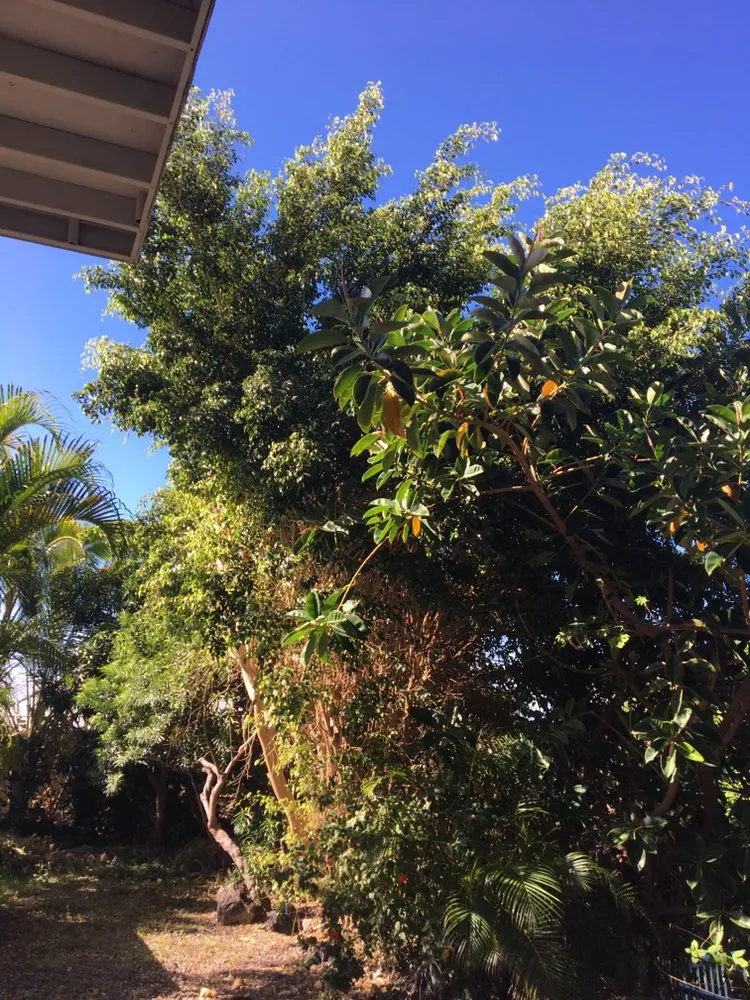 Top-rated garden landscaping for residential properties in Kailua-Kona, HI by Alcain Landscaping