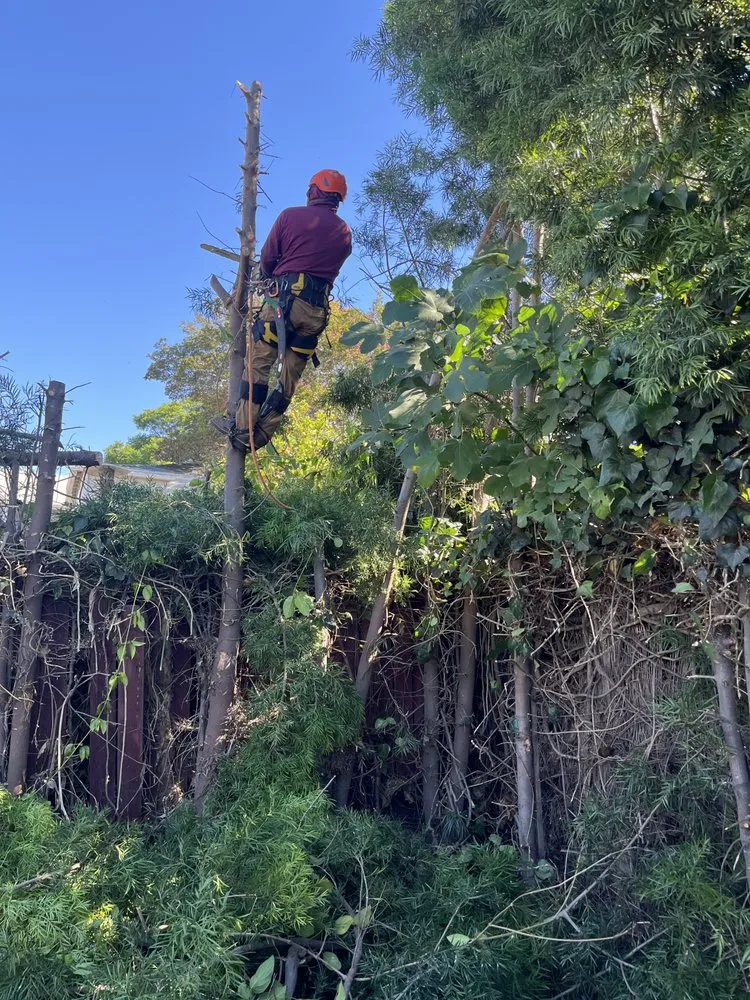 Expert yard cleanup service in Los Angeles, CA by Alcala Landscape y Mas