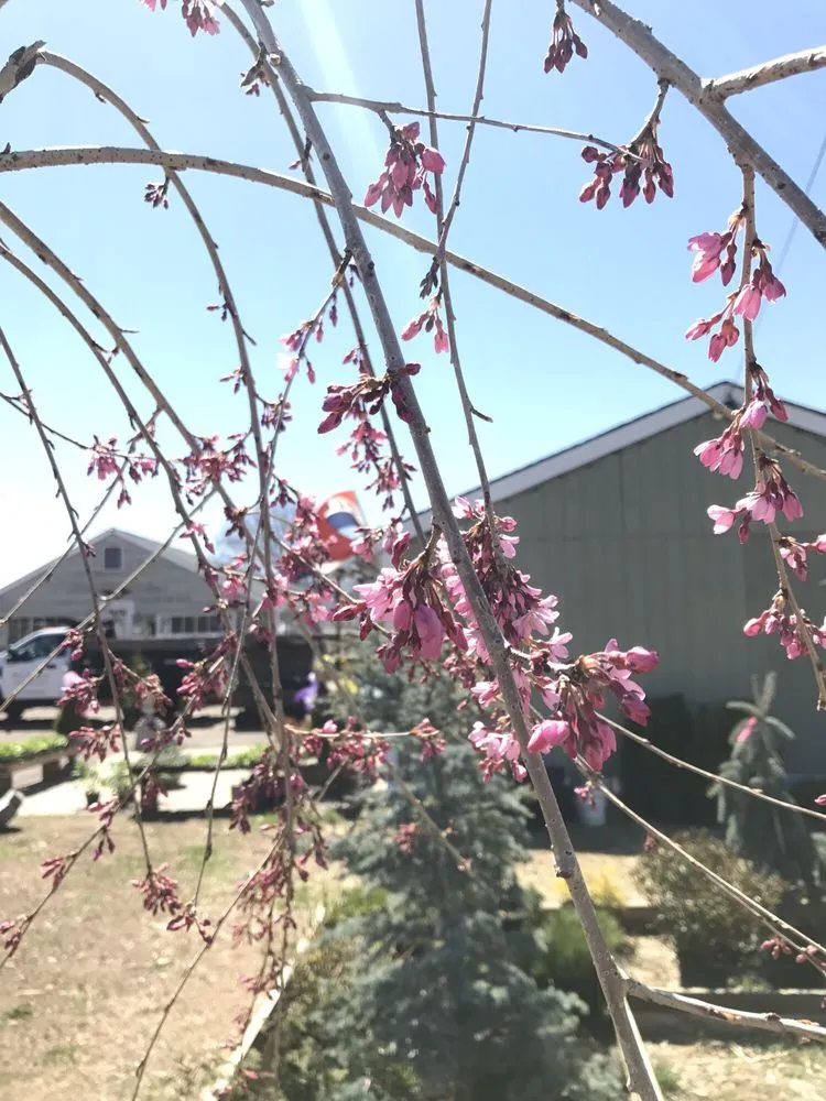 Top-rated landscape design in Portland, CT - Alchemy Greenhouse And Landscaping