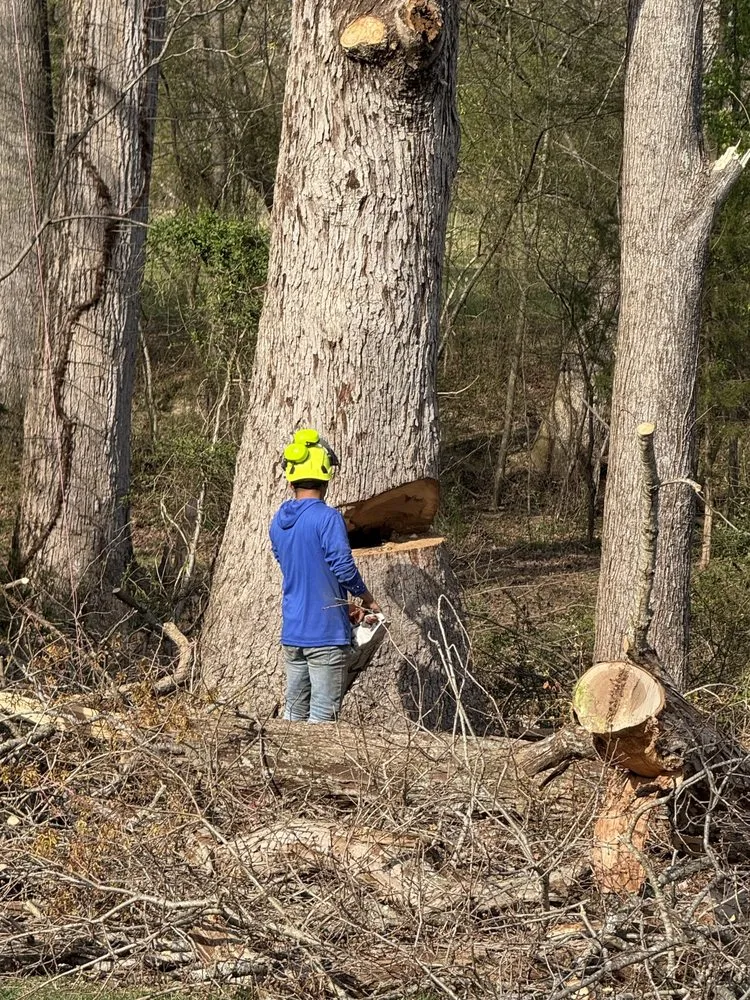 Local landscape design in Orangeburg, SC - Alcides Tree Service