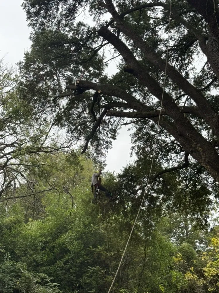 Custom yard cleanup service in Orangeburg, SC - Alcides Tree Service