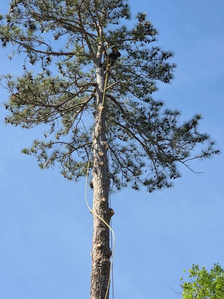 Custom residential landscaping with custom design in Orangeburg, SC by Alcides Tree Service