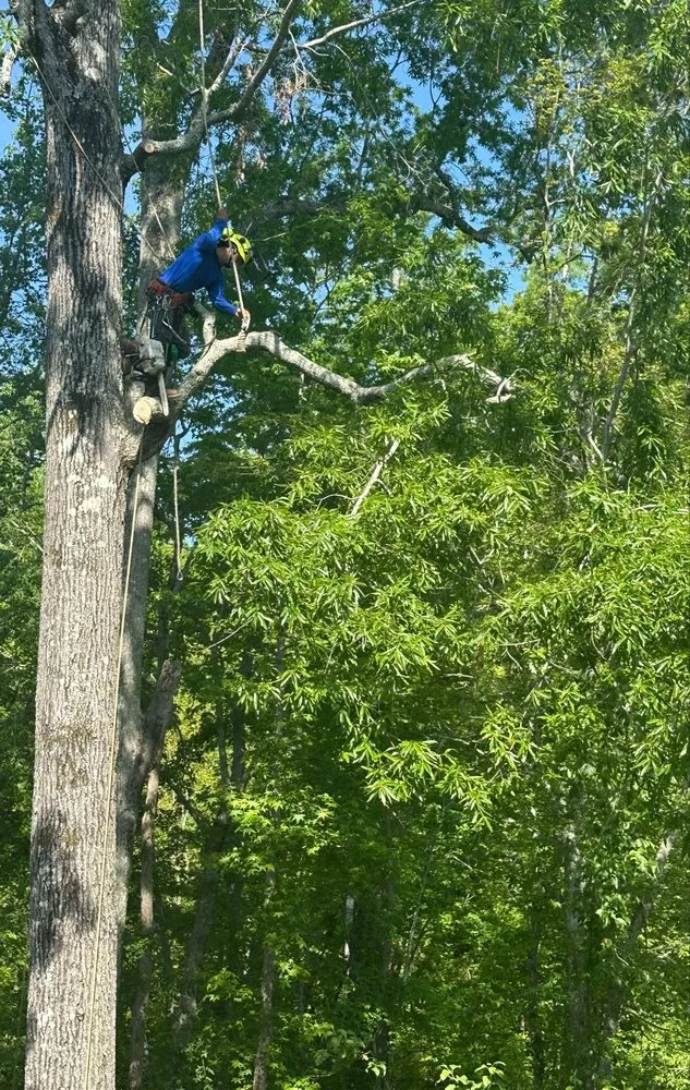 Affordable landscaping services experts serving Orangeburg, SC - Alcides Tree Service