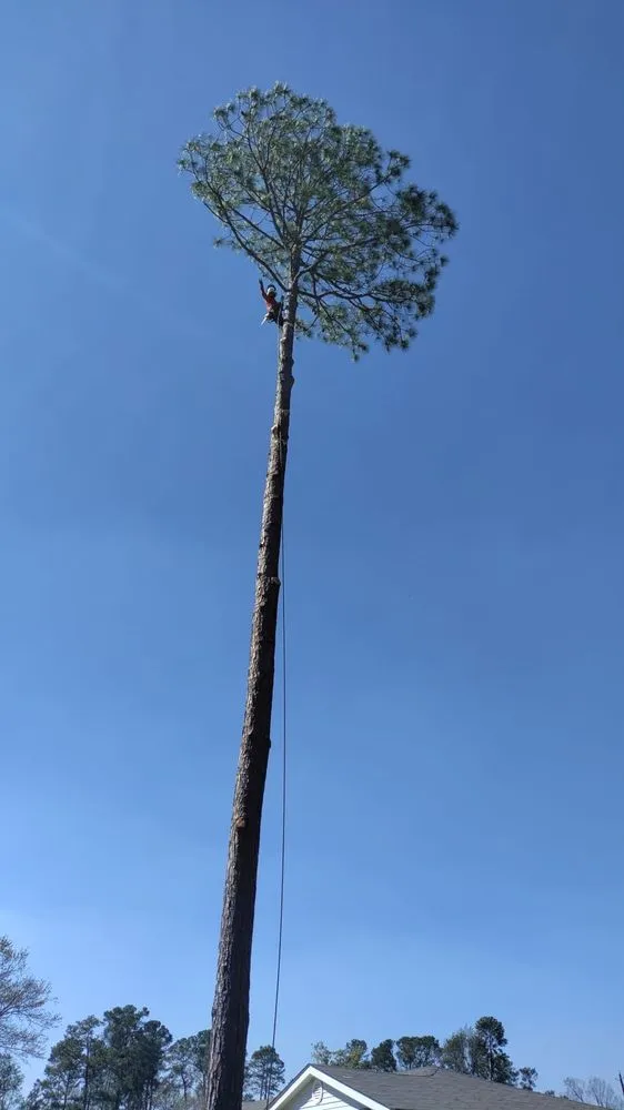 Trusted outdoor landscaping experts serving Orangeburg, SC - Alcides Tree Service