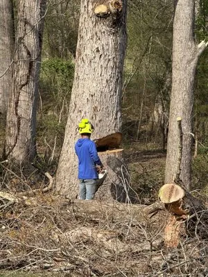 Alcides Tree Service Logo