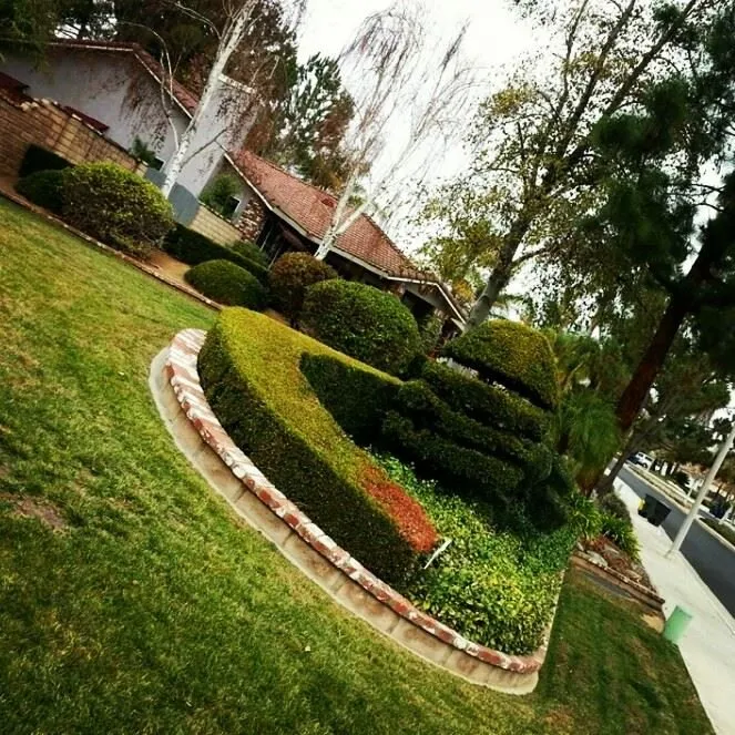 Affordable outdoor landscaping in Colton, CA by Aldama's Gardening Service